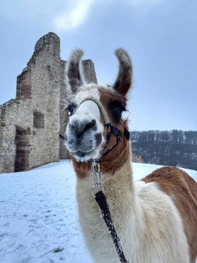 Ein Lama steht im Schnee vor einer alten Burgruine. Der Himmel ist bewölkt und die Landschaft wirkt winterlich.