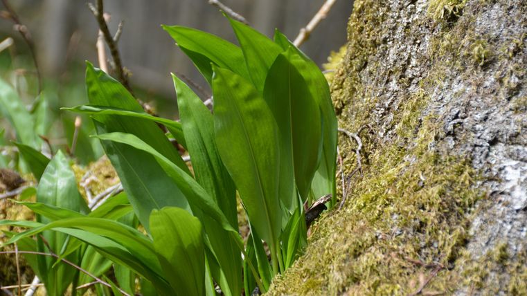 Ein Wäldchen mit frischen, grünen Pflanzen, die an einem Baumstamm wachsen. Der Boden ist mit Moos bedeckt und es herrscht eine ruhige, natürliche Atmosphäre.