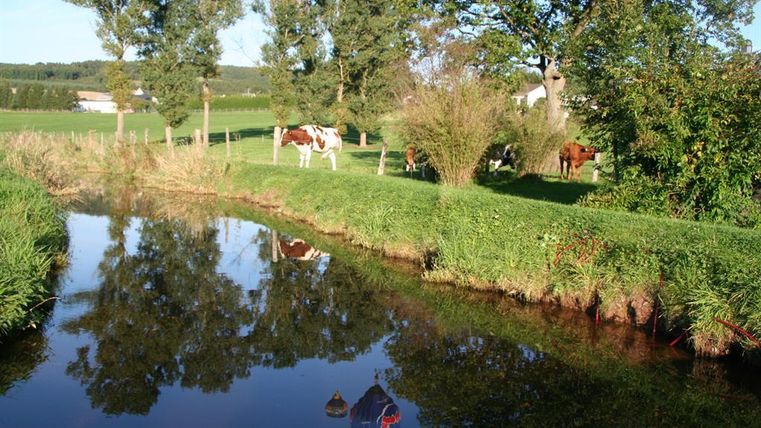 Eine malerische Landschaft mit Kühen, die am Rande eines Bachs grasen. Der Himmel spiegelt sich im Wasser und umgebenes Grün schafft eine ruhige Atmosphäre.