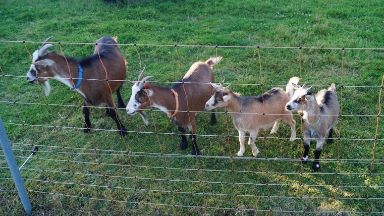 Vier Ziegen stehen neugierig hinter einem Zaun auf einer grünen Wiese. Der Hintergrund zeigt eine einfache Stallstruktur.
