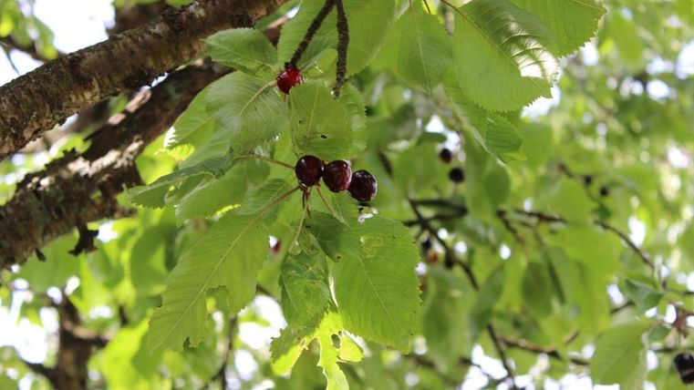 Ein Ast mit grünen Blättern und reifen, dunklen Kirschen. Die frischen Früchte hängen in der Sonne und spiegeln die Natur wider.
