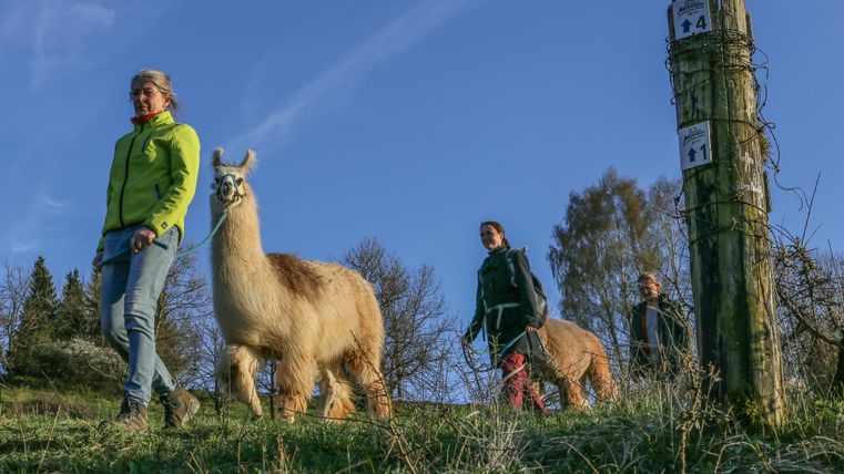 Ein Lama steht auf einer Wiese neben einem Holzstapel. Im Hintergrund sind Menschen und ein Verkaufsstand zu sehen.