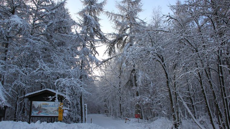 Ein verschneiter Waldweg mit hohen, winterlichen Bäumen. Ein Informationsschild steht am Rand des Weges.