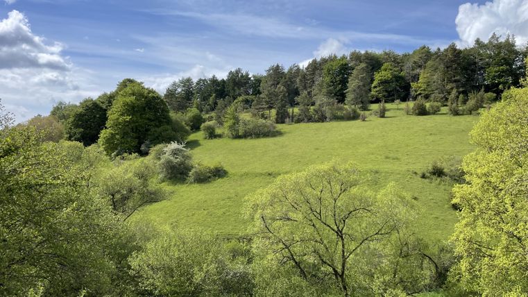 Eine grüne Wiese mit vielen Bäumen und sanften Hügeln. Der Himmel ist blau mit einigen Wolken.