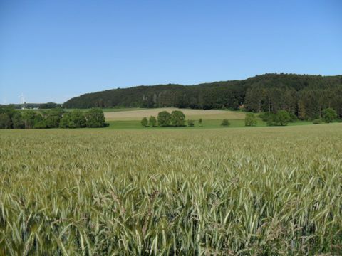 Ein weitläufiges Feld mit hohen Pflanzen unter einem klaren blauen Himmel. Im Hintergrund sind Bäume und sanfte Hügel zu sehen.