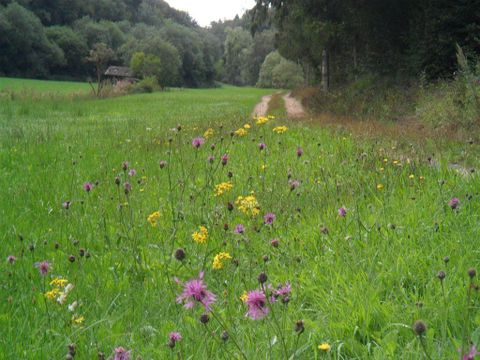 A green meadow with colorful wildflowers in purple and yellow. In the background, a narrow path and trees are visible.