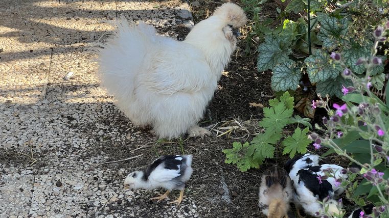 Ein weißes Huhn mit flauschigem Gefieder steht neben einigen Küken. Die Gruppe bewegt sich in einem Garten mit grünen Pflanzen und Blumen.
