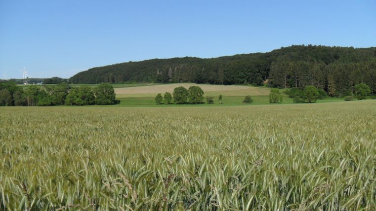 Ein weitläufiges Feld mit hohem Getreide und grünem Gras. Im Hintergrund sind Wälder und ein blauer Himmel zu sehen.