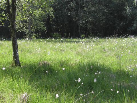 A green meadow with many white flowers and some trees at the edge. The background is wooded and conveys a calm, natural atmosphere.