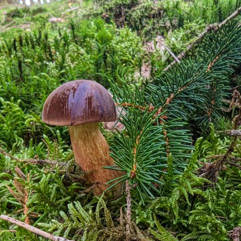 Un champignon se dresse sur un sol de mousse verte, entouré de branches de sapin. L'environnement est sauvage et naturel.
