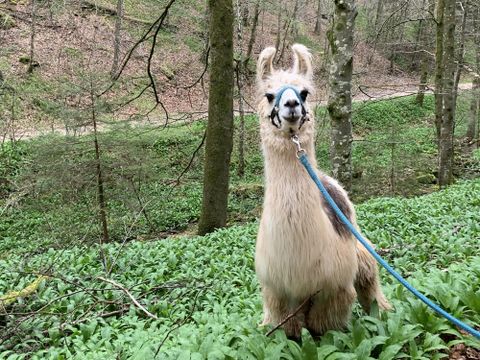 Eine Gruppe von Menschen spaziert mit Alpakas auf einer grünen Wiese. Im Hintergrund sind Bäume und Hügel zu sehen.