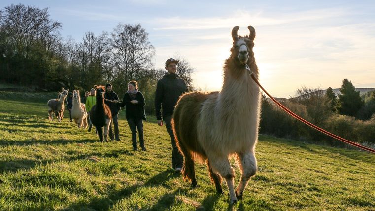 Eine Gruppe von Lamas wird von Menschen auf einer Wiese geführt. Die Sonne scheint im Hintergrund und schafft eine schöne Abendstimmung.