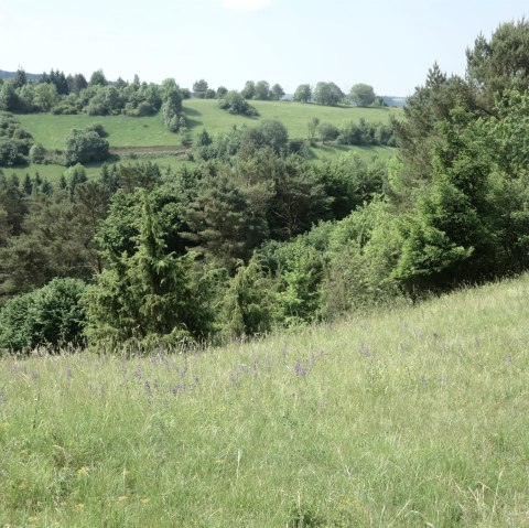 Schönecker Schweiz, Wachholdergebiet, © Naturpark Nordeifel Geschäftsstelle Prüm