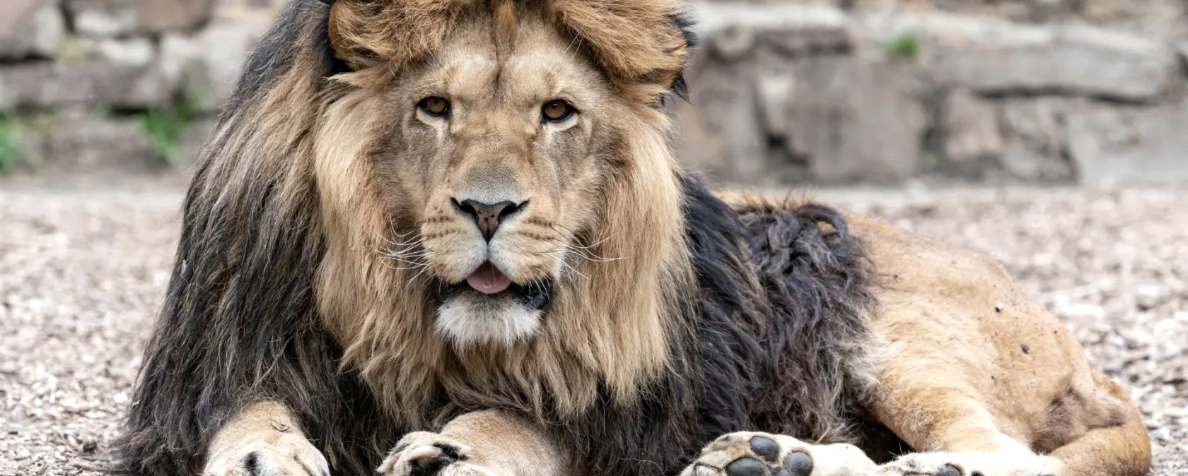 Löwe, © Eifel-Zoo Lünebach, Wallpott