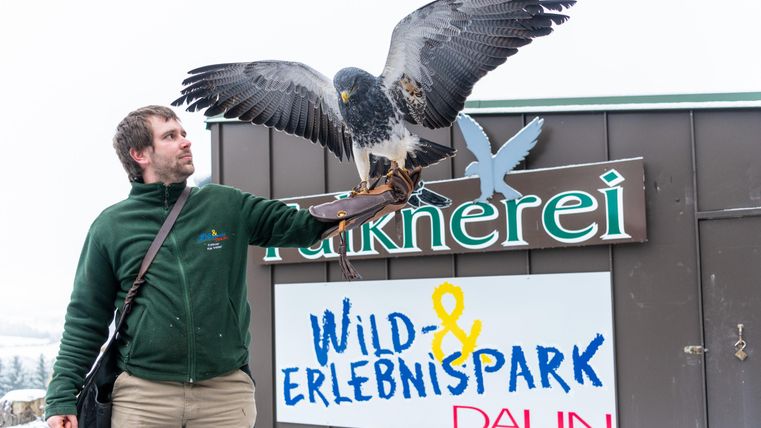 Un homme tient un oiseau de proie sur son bras devant un panneau du parc animalier et de loisirs de Daun. En arrière-plan, on peut voir la neige.