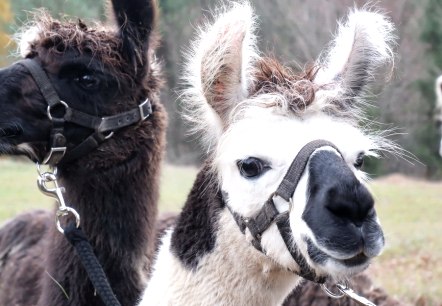 Lamawanderung 805, &copy; Eifel Nomaden