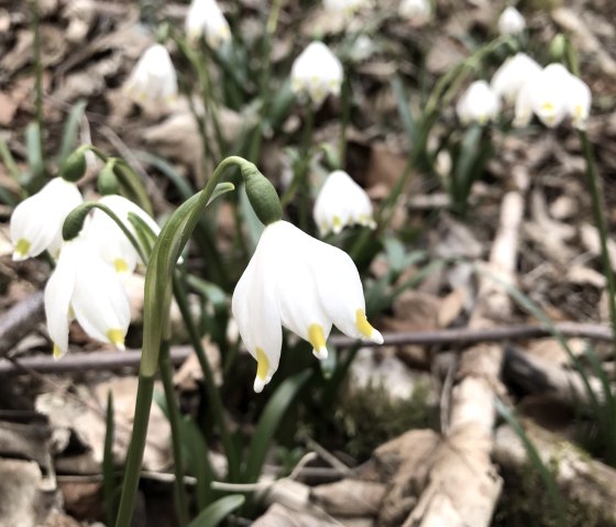IMG_7657-Sch&ouml;necker Schweiz,M&auml;rzenbecher (3) Eifel Tourismus, &copy; Eifel Tourismus GmbH