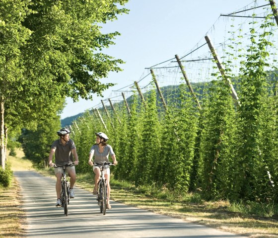 Hopvelden op de Prüm-fietsroute bij Holsthum, © Rheinland-Pfalz Tourismus GmbH/D. Ketz