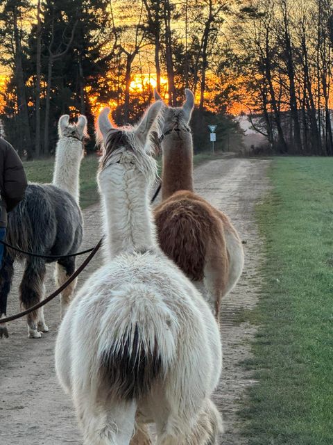 Eine Gruppe von Menschen spaziert mit Alpakas auf einer grünen Wiese. Im Hintergrund sind Bäume und Hügel zu sehen.