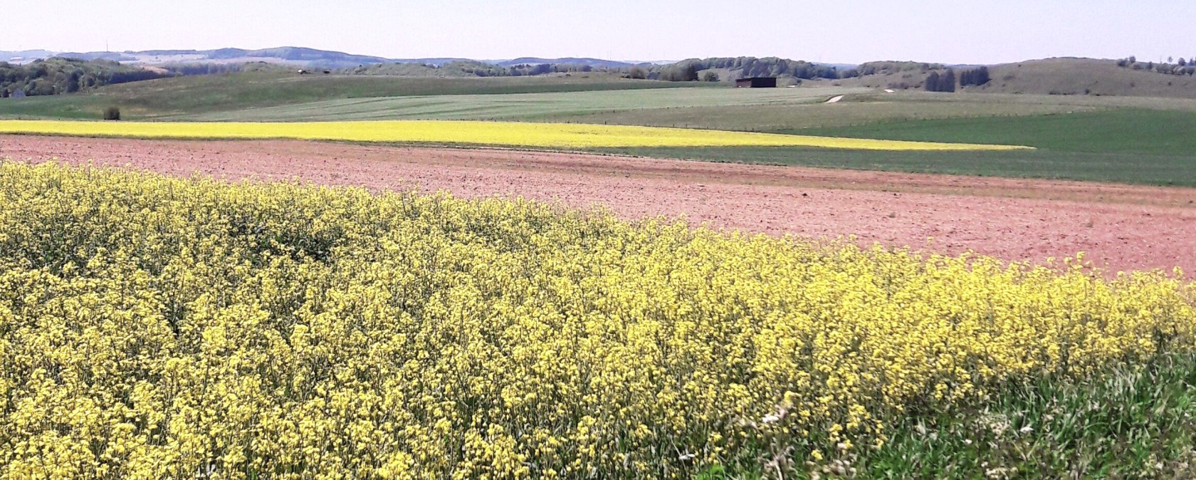 Ginsterblüte, © Tourist-Information Prümer Land/Elke Dahm