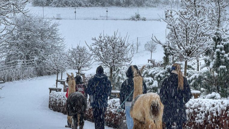 Eine verschneite Landschaft mit Menschen, die Lamas spazieren führen. Bäume sind mit Schnee bedeckt und der Himmel ist grau.