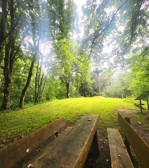 Ein ruhiger Wald mit grünen Bäumen und sanftem Licht. Eine Holzbank steht im Vordergrund auf der Wiese.