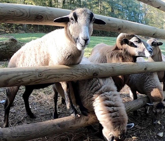 Eifel-Zoo, &copy; Eifel-Zoo, Wallpott