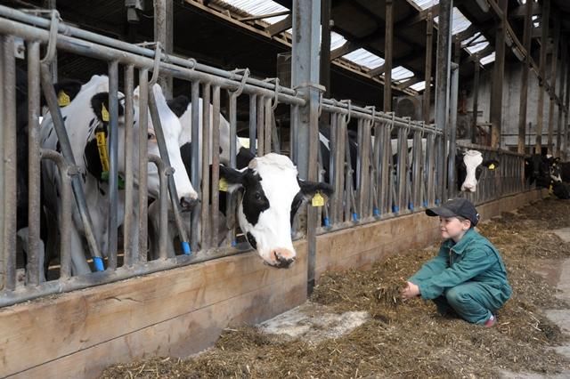 Ein Junge sitzt im Stall und beobachtet eine Gruppe von Kühen. Die Tiere stehen an Trenngittern und schauen neugierig.