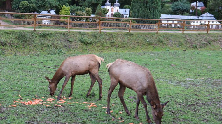 Zwei Rehe fressen Karotten auf einer grünen Wiese. Im Hintergrund sind Gebäude und Bäume zu sehen.