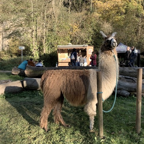 Schlemmen, &copy; eifelnomaden, J. Baums