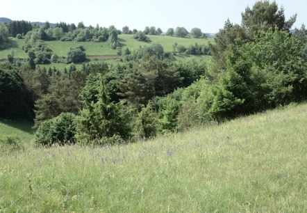 Schönecker Schweiz, Wachholdergebiet, © Naturpark Nordeifel Geschäftsstelle Prüm