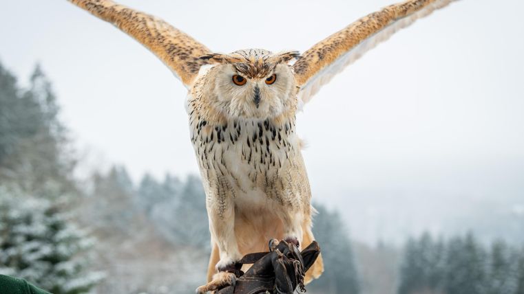 Une majestueuse chouette aux ailes déployées est perchée sur un gant. Le paysage hivernal en arrière-plan est recouvert de neige et semble paisible.