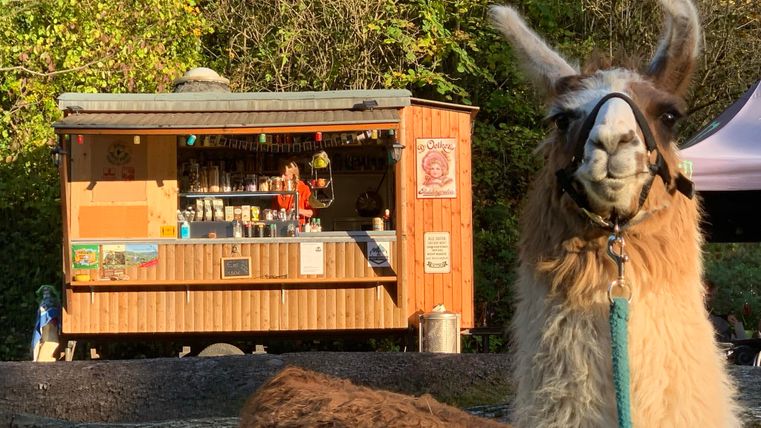 Ein Lama steht auf einer Wiese neben einem Holzstapel. Im Hintergrund sind Menschen und ein Verkaufsstand zu sehen.