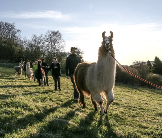 Lamawanderung (2), &copy; eifelnomaden, J. Baums