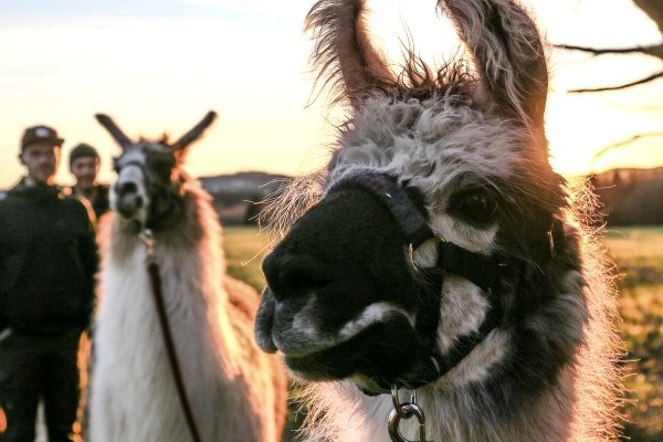 Midsummer lamb hike Eifel