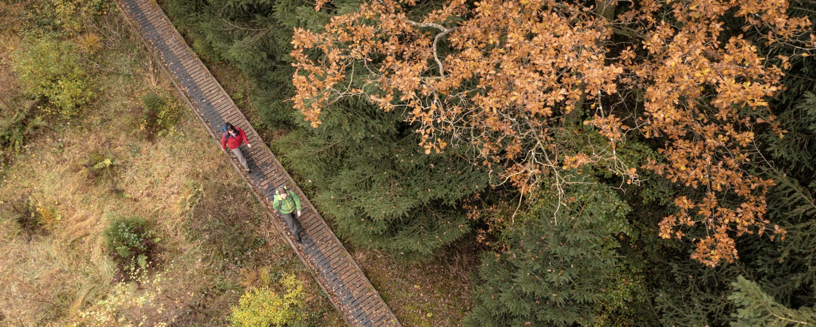 Wanderer auf Steg im Herbst auf dem Moore-Pfad Schneifel, &copy; Eifel Tourismus GmbH, Dominik Ketz
