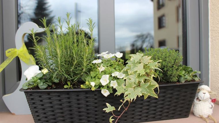 Ein Blumenkasten mit verschiedenen Pflanzen, darunter Kräuter und Blumen. Der Kasten steht vor einem Fenster und verleiht dem Raum eine frische Ausstrahlung.