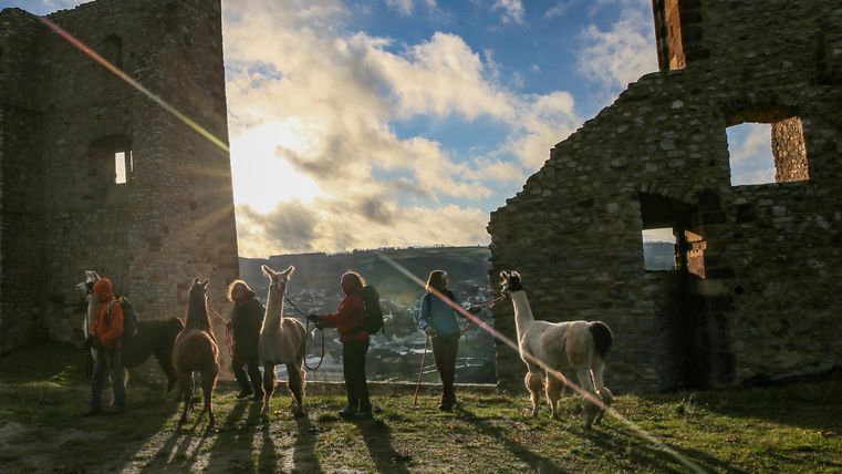 Eine Gruppe von Personen steht mit Lamas vor alten Ruinen. Die Sonne scheint im Hintergrund und es erzeugt eine malerische Stimmung.