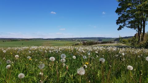 Eine blühende Wiese mit vielen Löwenzahnblüten und einem klaren blauen Himmel. Im Hintergrund sind sanfte Hügel und Bäume zu sehen.