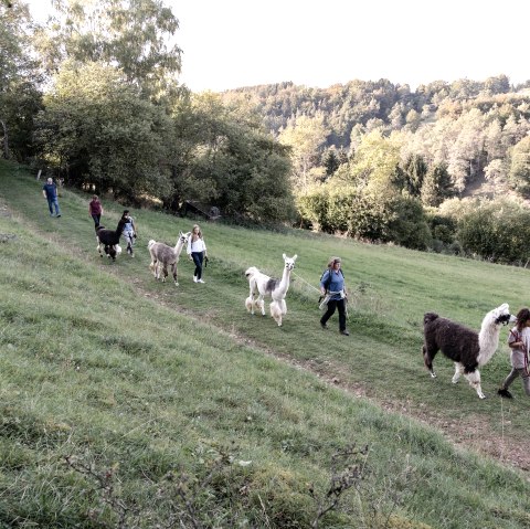 Eifelnomaden Lamas in der Schönecker Schweiz, © Eifelnomaden, Julietta Baums