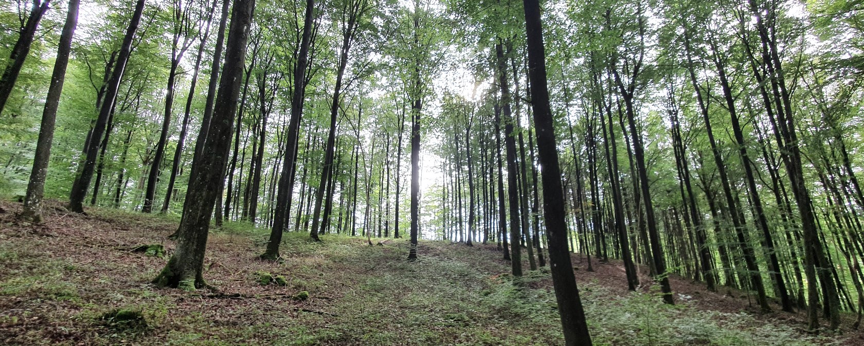Buchenwald Schönecker Schweiz, © Tourist-Information Prümer Land, Seb. Wiesen