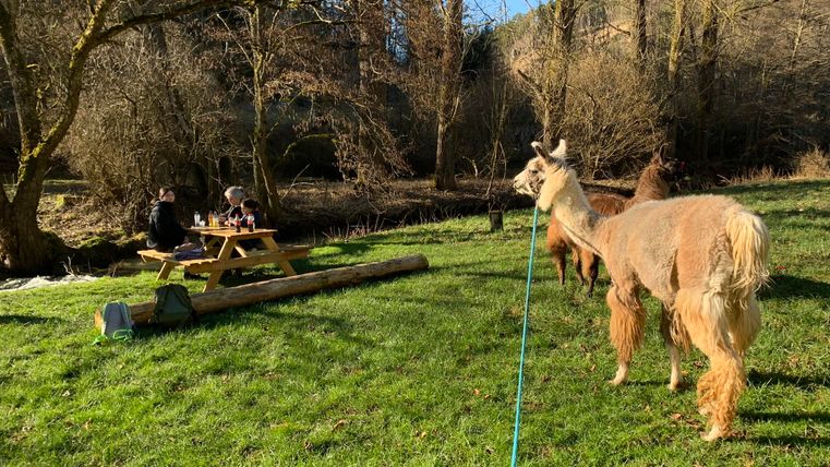 Eine Wiese mit einem Llama, das an einem Seil befestigt ist. Im Hintergrund sitzen Menschen an einem Picknicktisch.
