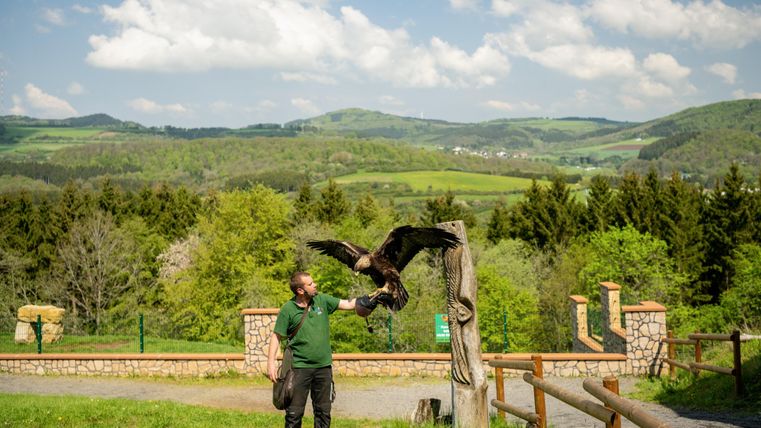 Un fauconnier se tient dans la nature et tient un puissant oiseau de proie dans sa main. À l'arrière-plan, s'étend un paysage verdoyant avec des collines douces.