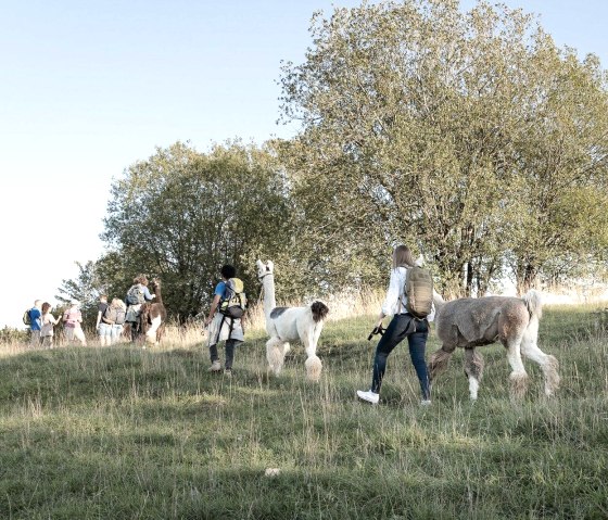 Lamawanderung Schönecker Schweiz, © Eifelnomaden Hersdorf, Foto Wilhelmine Jörissen