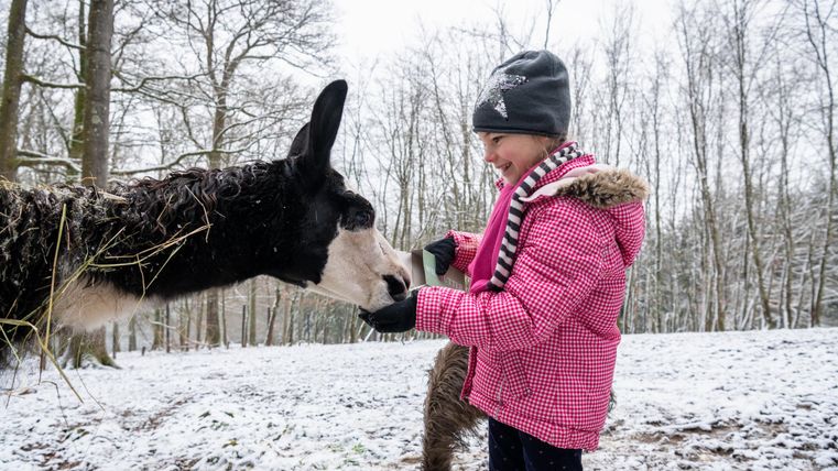 Ein Mädchen in einem pinken Wintermantel steht in einer verschneiten Landschaft und füttert ein Lamm. Im Hintergrund sind schneebedeckte Bäume sichtbar.