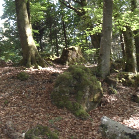 Rundweg zur Krausbuche Rommersheim, © Tourist-Information Prümer Land