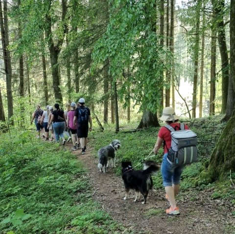 Waldwanderung, &copy; Wein mit Aussicht