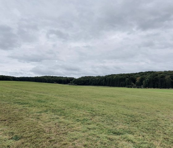 KrausbuchenWeg_Sch&ouml;necker Schweiz_Sebastian Wiesen_10.2021 (48), &copy; Tourist-Information Pr&uuml;mer Land, Sebastian Wiesen