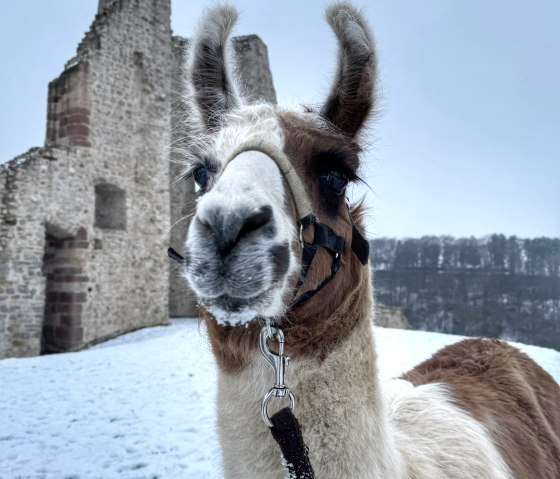 Winter 3, &copy; eifelnomaden, J. Baums