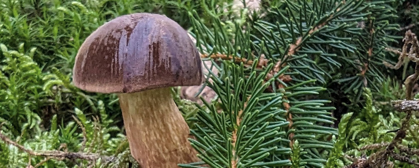 Pilztour, © Sandra Noßmann